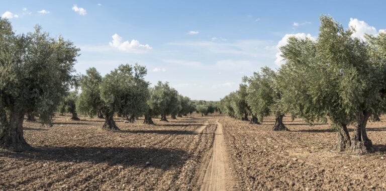 Vita Chemie - Crop Fertilization -