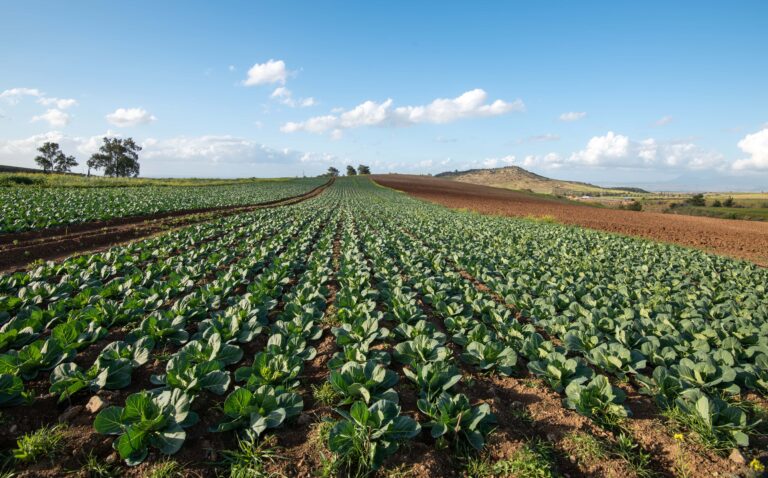 Vita Chemie - Crop Fertilization -