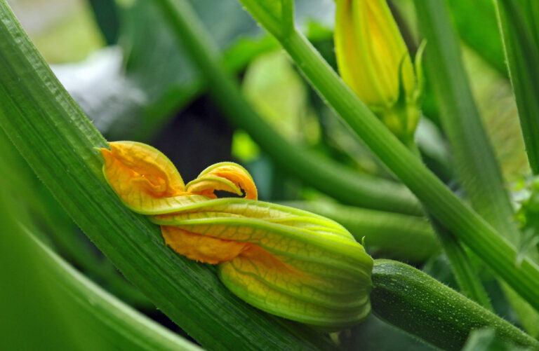 Vita Chemie - Crop Fertilization -