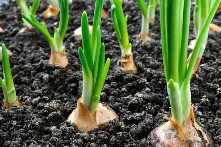 Vita Chemie - Crop Fertilization -