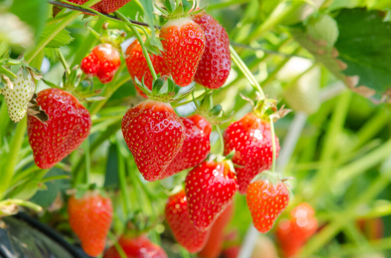 Vita Chemie - Crop Fertilization -