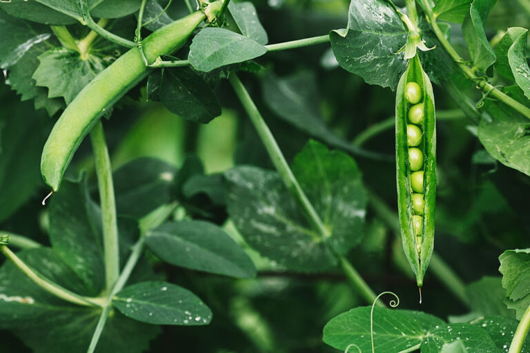 Vita Chemie - Crop Fertilization -