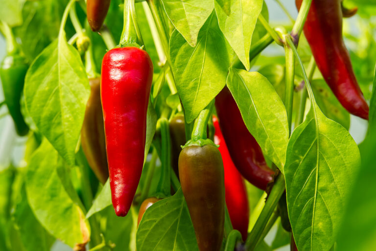Vitachemie Piperies Lipansi