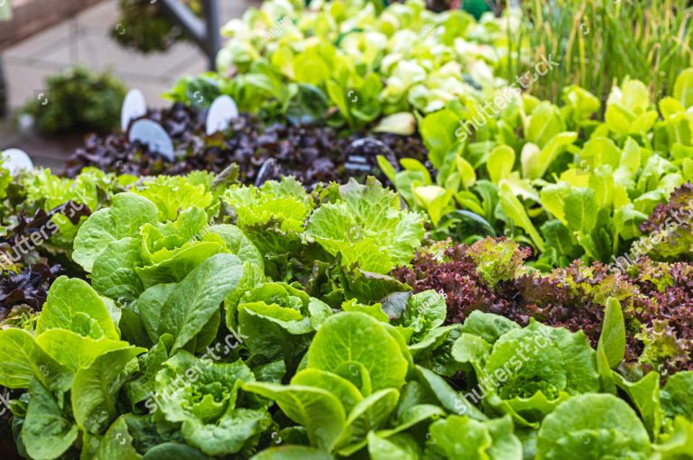 Vita Chemie - Crop Fertilization -